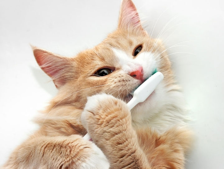 Take 10% Off Your Pet's Dental Cleaning January through March.