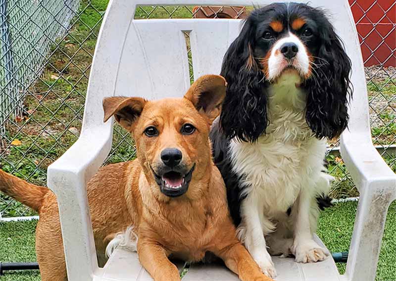 Dog Veterinary Care, Rowley