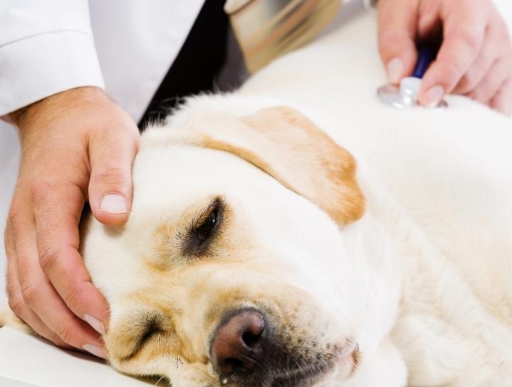 Upper Respiratory Infection in Dogs