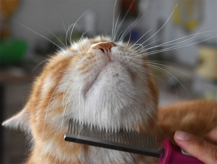Cat Grooming in Rowley MA