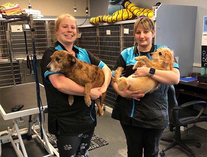 Pet Groomers